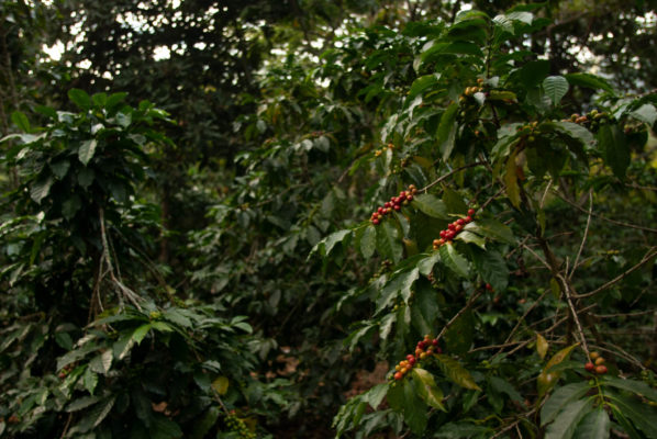 Guarana