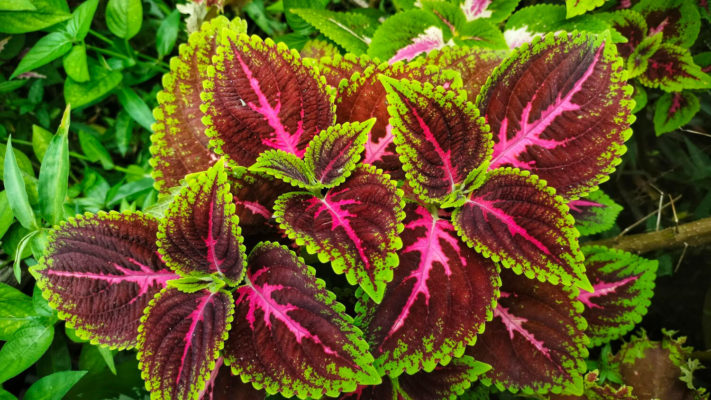 Coleus forskohlii