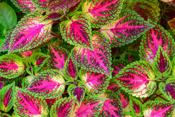 Coleus forskohlii planta