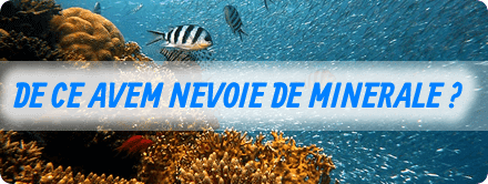 De ce avem nevoie de minerale si la ce ne ajuta ele De ce avem nevoie de minerale si la ce ne ajuta ele