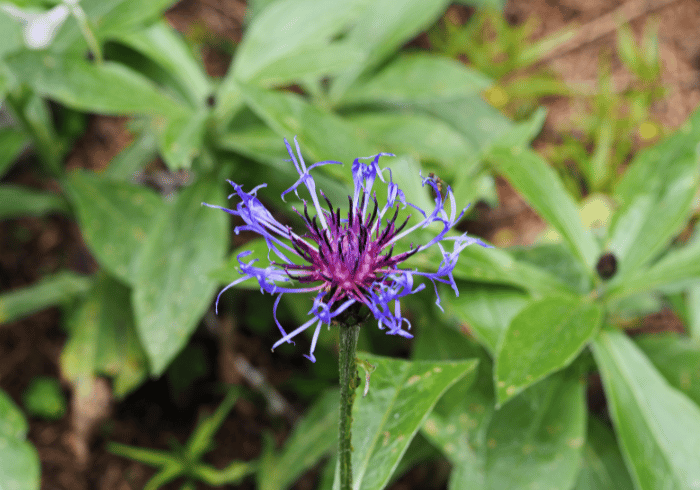 Ce este gheara diavolului