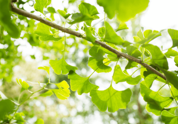 Ce este ginkgo biloba şi ce beneficii are?