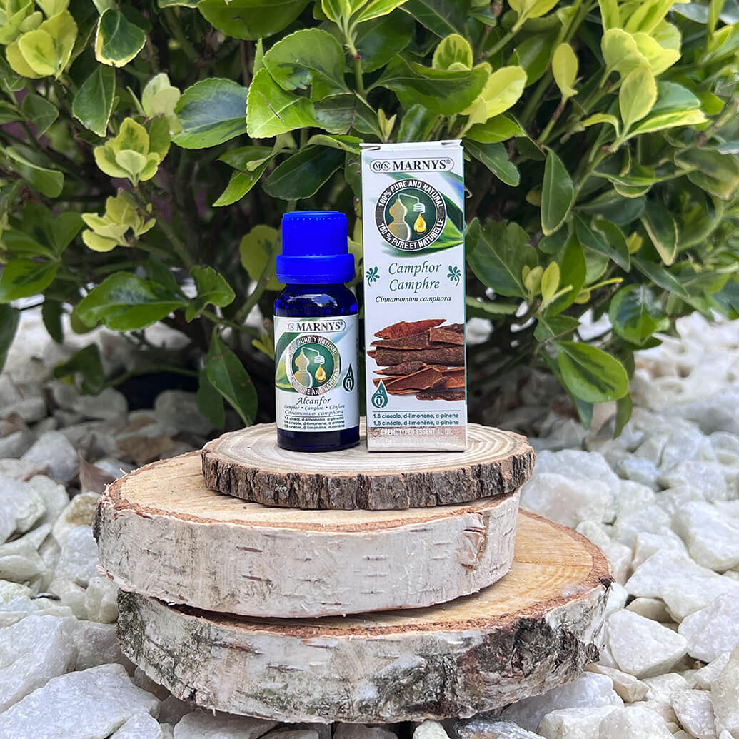 Arborele de camfor (cinnamomum camphora) – ajutor de nadejde din medicina naturii Arborele de camfor (cinnamomum camphora) – ajutor de nadejde din medicina naturii