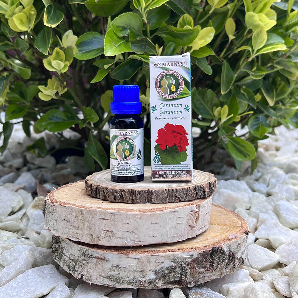 Geranium (pelargonium graveolens) – planta preferata a gradinarilor Geranium (pelargonium graveolens) – planta preferata a gradinarilor