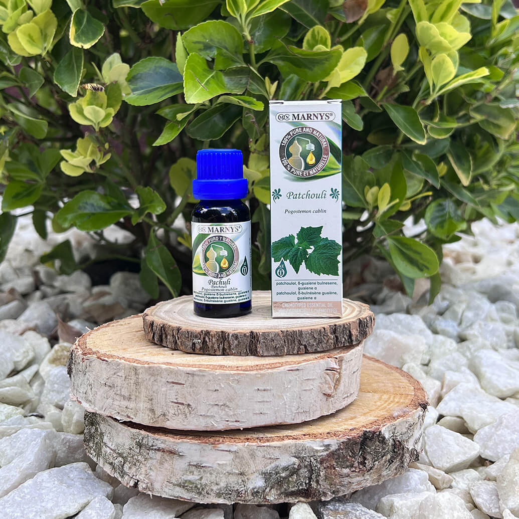 Planta de patchouli (pogostemon cablin) – origini si utilizari Planta de patchouli (pogostemon cablin) – origini si utilizari