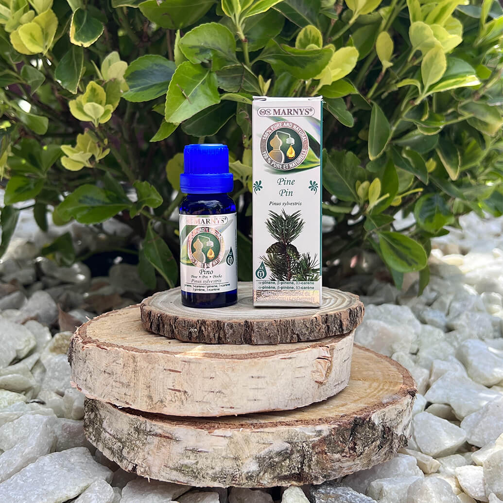 Pinul (pinus sylvestris) – arborele vesnic verde Pinul (pinus sylvestris) – arborele vesnic verde