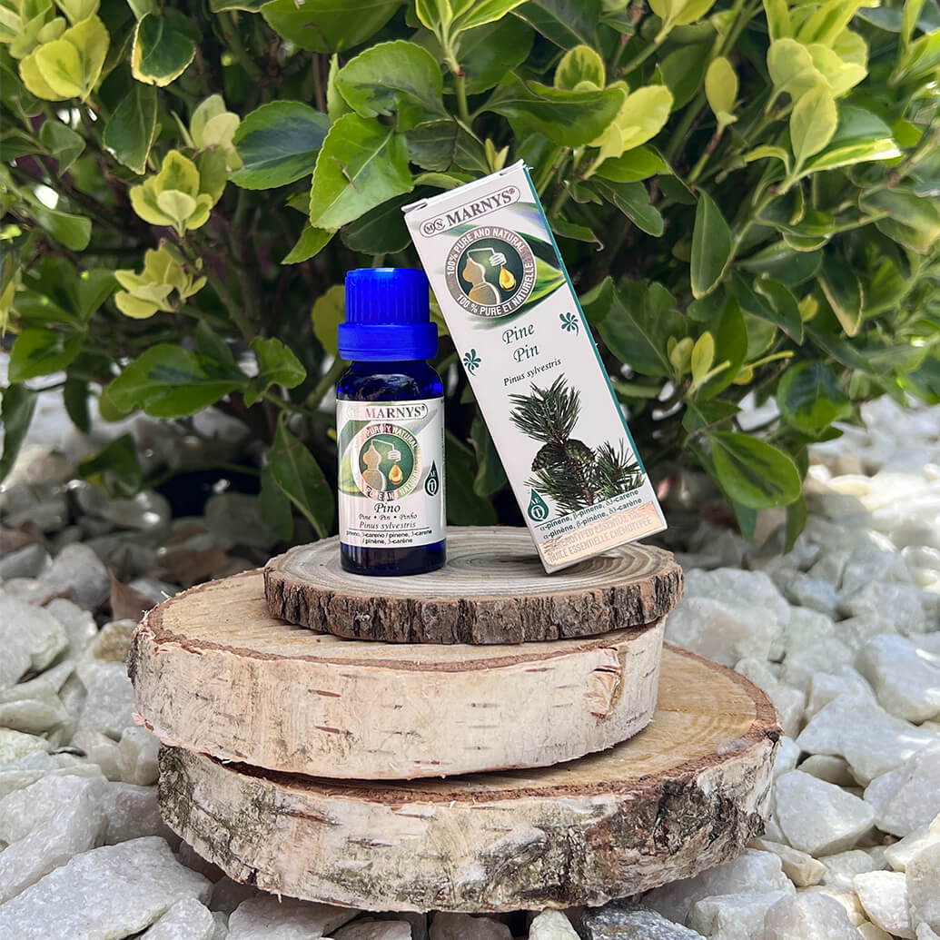Uleiul esential de pin (pinus sylvestris) – mod de obtinere si utilizari Uleiul esential de pin (pinus sylvestris) – mod de obtinere si utilizari