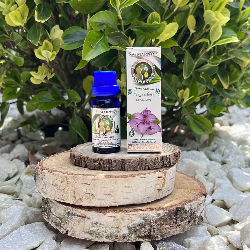 Salvia sclarea – iarba sfantului ion Salvia sclarea – iarba sfantului ion