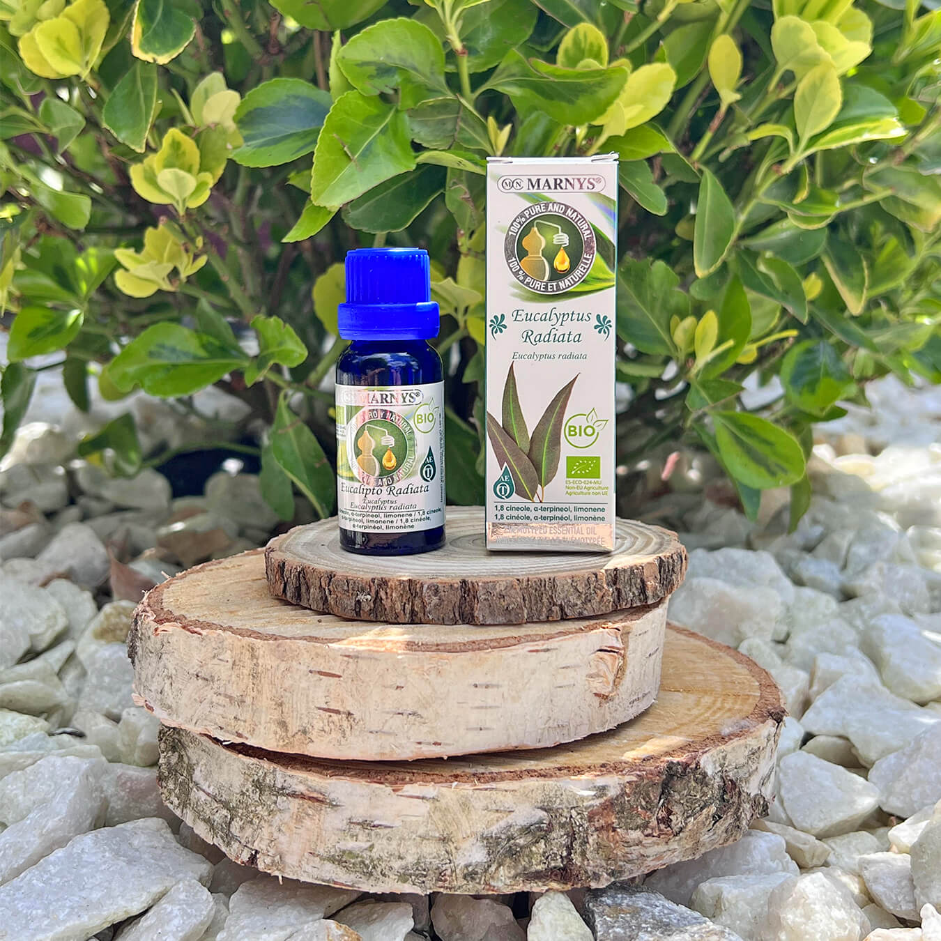 Eucalipt radiata - arborele de guma Eucalipt radiata - arborele de guma