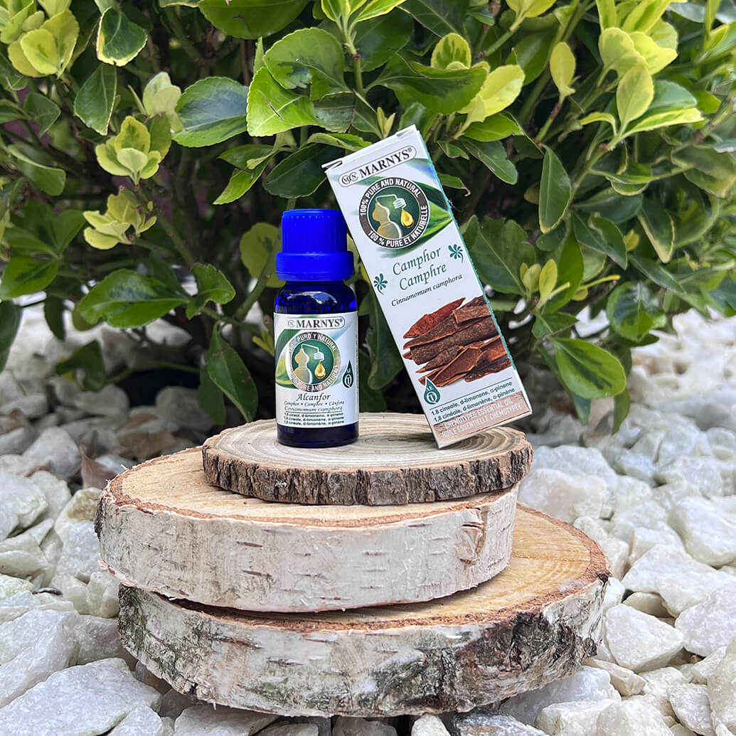 Uleiul esential de camfor – mod de obtinere si intrebuintari Uleiul esential de camfor – mod de obtinere si intrebuintari