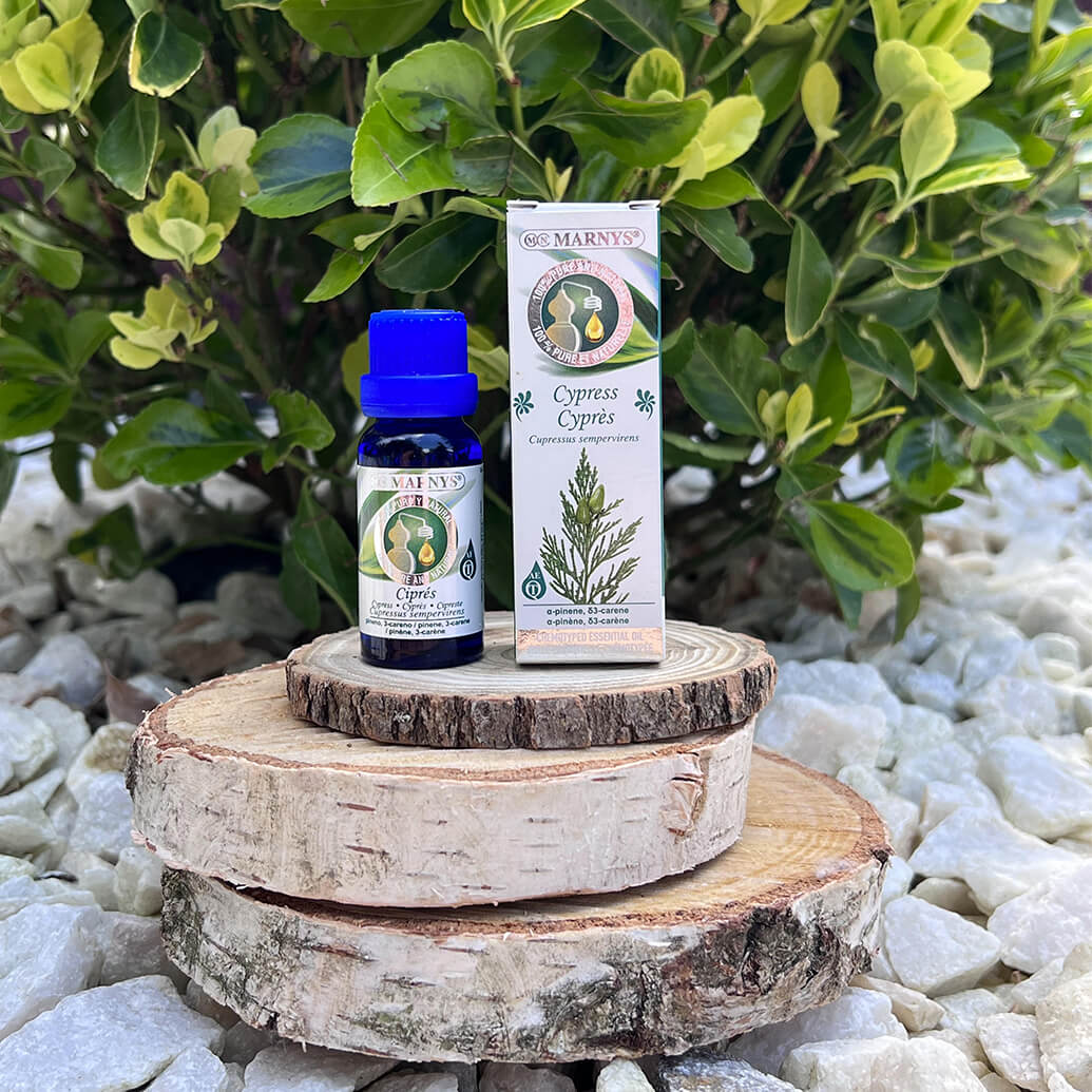 Chiparosul (cupressus sempervirens) – arborele “vesnic verde” Chiparosul (cupressus sempervirens) – arborele “vesnic verde”