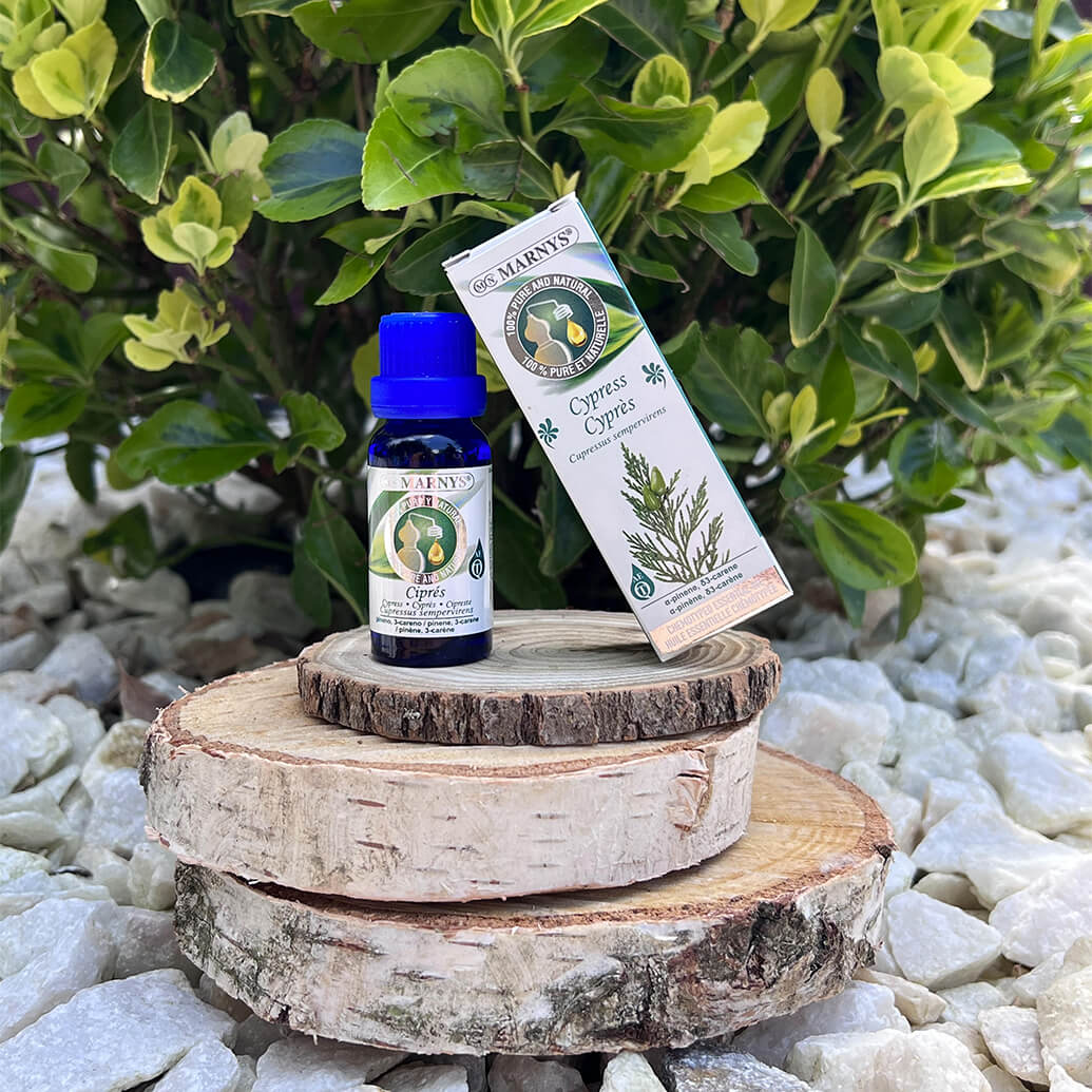 Chiparosul (cupressus sempervirens) – arborele “vesnic verde” Chiparosul (cupressus sempervirens) – arborele “vesnic verde”