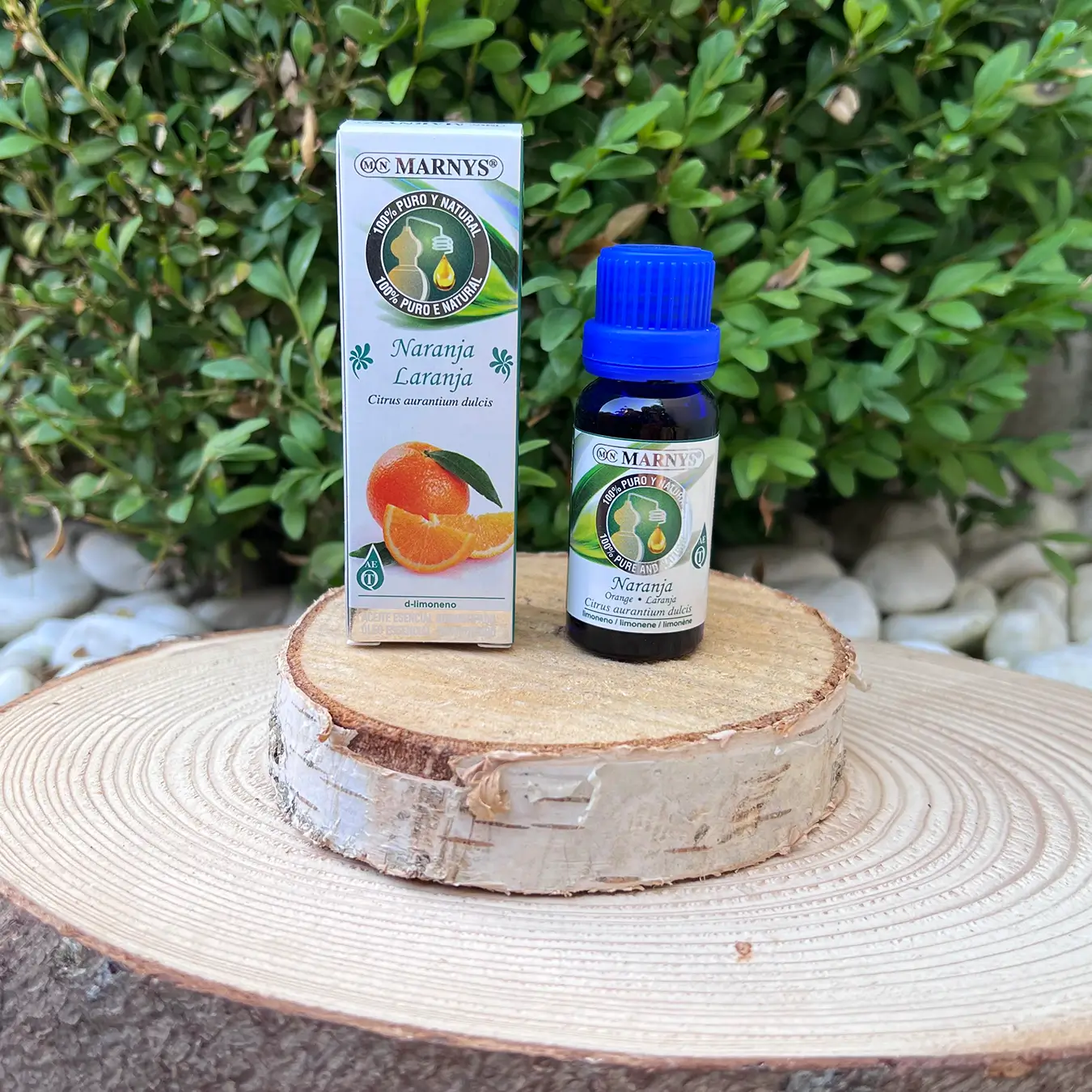 Arborele de portocal (citrus aurantium dulcis) – prospetime din natura Arborele de portocal (citrus aurantium dulcis) – prospetime din natura