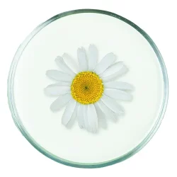 Bisabolol natural Bisabolol natural