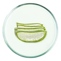 Aloe vera Aloe vera