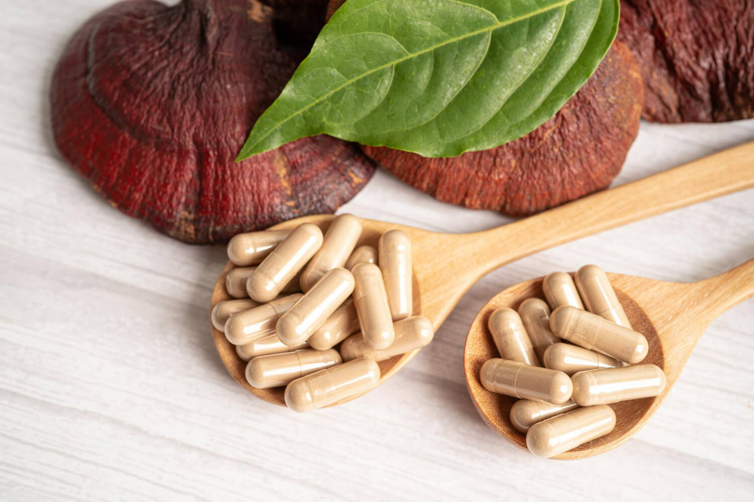 Mod de consum reishi Mod de consum reishi