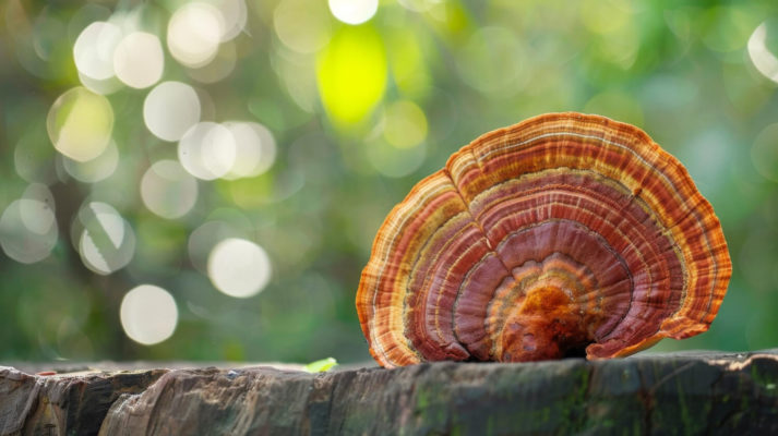 Ganoderma lucidum