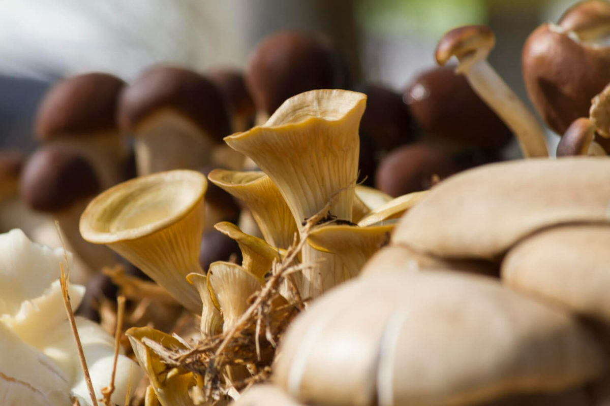 Ciuperci medicinale