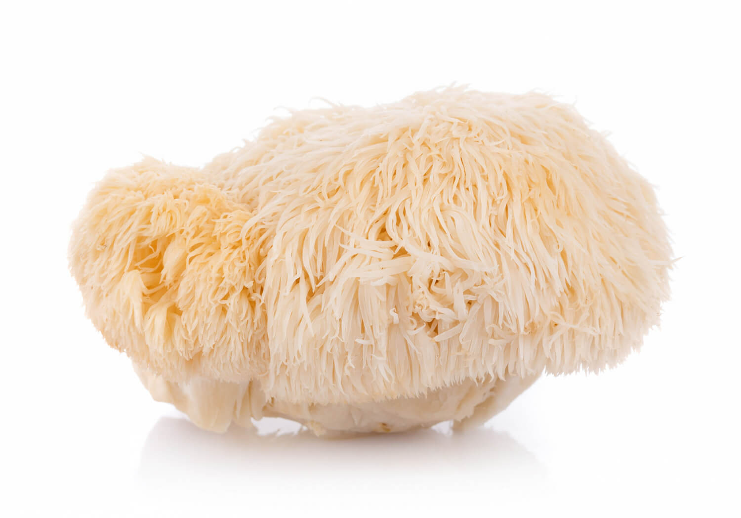 Hericium Hericium