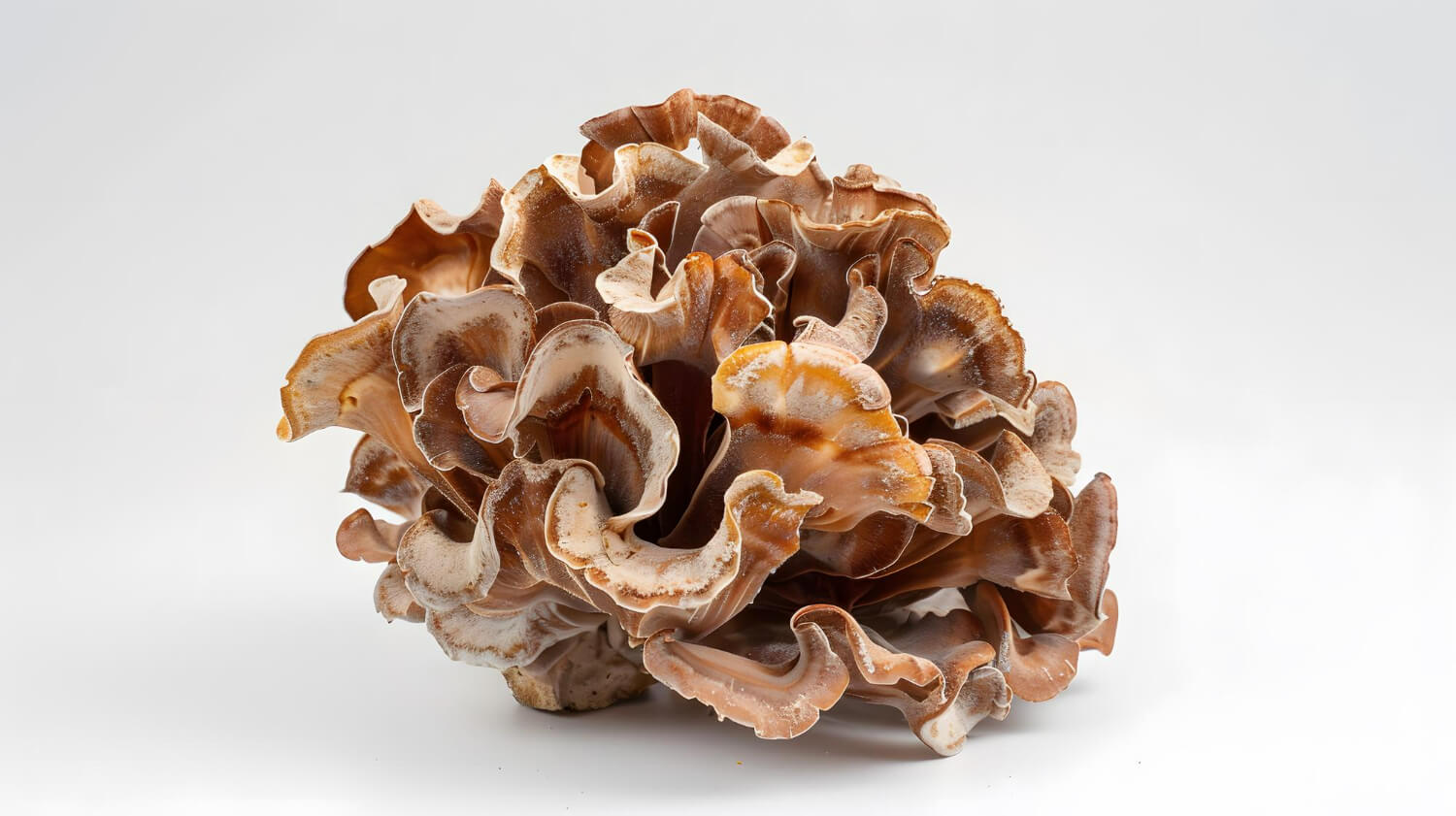Maitake Maitake