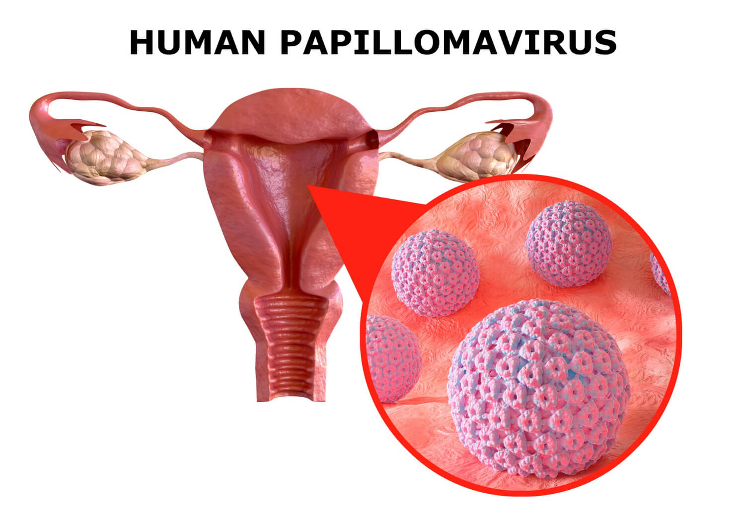 Despre hpv Despre hpv