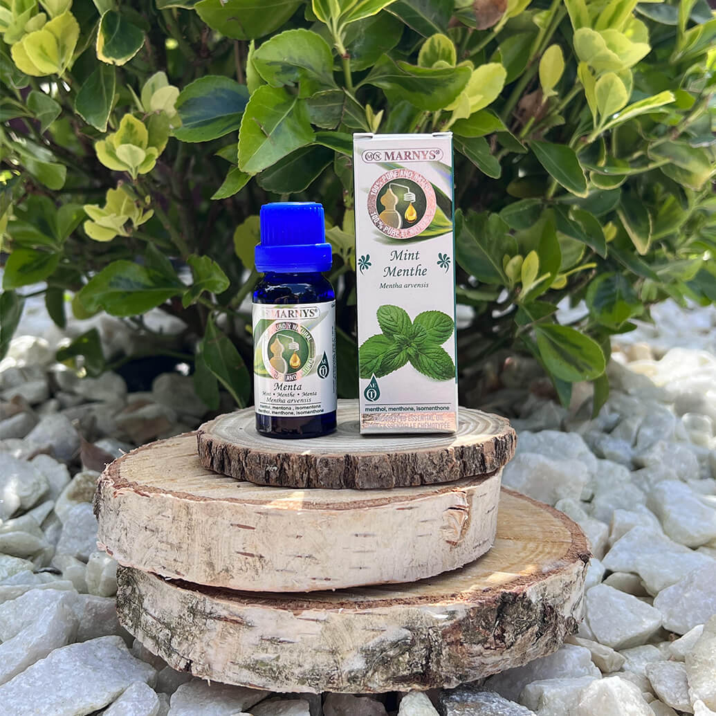 Menta (mentha arvensis) – planta din flora spontana cu numeroase beneficii Menta (mentha arvensis) – planta din flora spontana cu numeroase beneficii