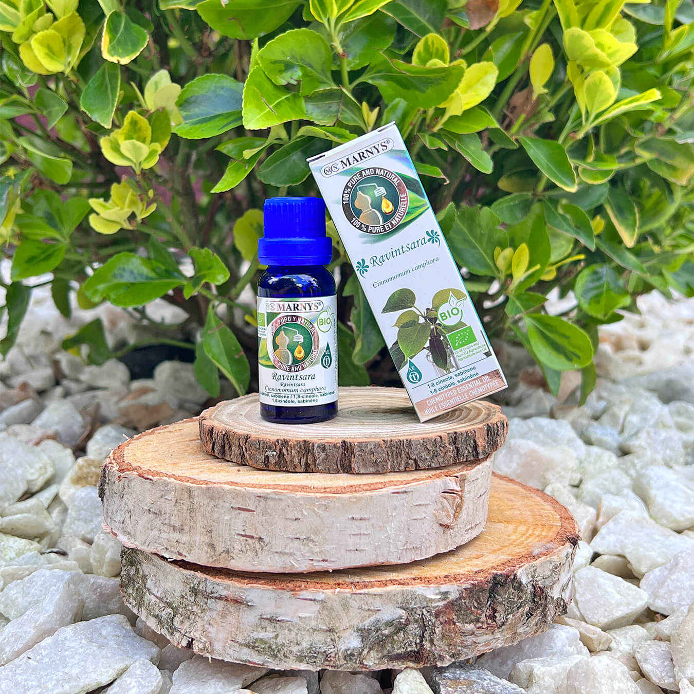 Uleiul esential de camfor – mod de obtinere si intrebuintari Uleiul esential de camfor – mod de obtinere si intrebuintari